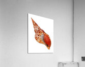 Triton Shell On White Vertical Acrylic Print