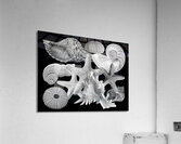 Treasures of the Deep in Black and White Acrylic Print