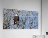 DSC 0923 Acrylic Print