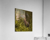 Spring Mallard Acrylic Print