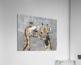 Giraffes Interrupted  Acrylic Print