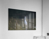 JCC 0146 2208 Acrylic Print