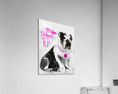 B U L L D O G Acrylic Print