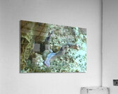 Nudibranch Acrylic Print