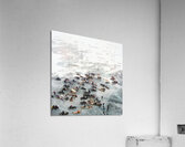 Arctic Picnic  Acrylic Print