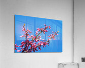 Eastern Redbud Blue Sky Acrylic Print