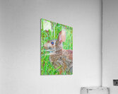 Peter Cottontail Acrylic Print