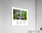 JE T OFFRE UNE PLUME Acrylic Print