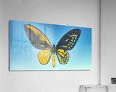 Learning to Fly Acrylic Print