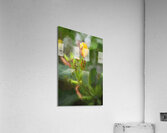 Plumeria Frangipani Hawaiian Flower X2 2 Acrylic Print