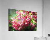 Rangoon Creeper Vine X 3 Acrylic Print