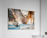Winter Grazing Acrylic Print