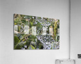 Webbed droplets Acrylic Print