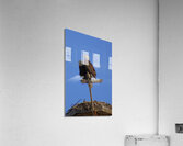 Were a pair Acrylic Print