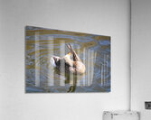 Acrobatics Acrylic Print