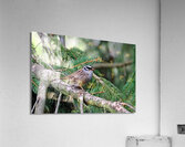 White Crowned Sparrow In Spruce Tree Acrylic Print