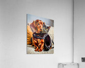 The love of pets Acrylic Print