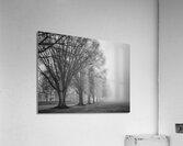 Trees in fog  Acrylic Print