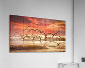 a stunning photograph of seagulls gracefully soar Acrylic Print