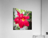 Red Mandevilla Flower Vine X 2 Acrylic Print