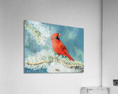 Winter Red - Painting Acrylic Print