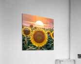 sunflower with sunrise Acrylic Print