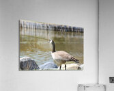 Elegance is my fair Acrylic Print