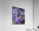 Morning Breakfast Acrylic Print