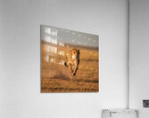 A cheetah the fastest land animal on Earth sprinting across the plains in pursuit of its prey. Impression acrylique