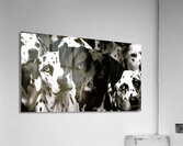 Dalmatian Mix - Curious Dog Acrylic Print