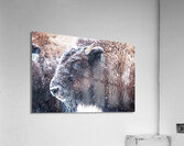 Young Buffalo II Acrylic Print