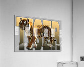 tiger Acrylic Print