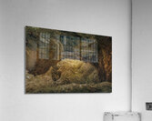 St. Johns Island Angel Oak Tree Branches Acrylic Print