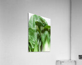 Bok Choy Acrylic Print
