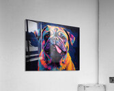 Pug   Acrylic Print