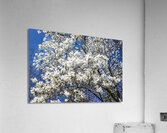 Mature Magnolia Mamma Acrylic Print