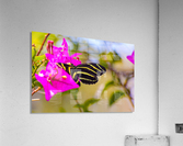 butterfly Acrylic Print