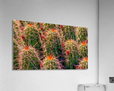 Cacti  Acrylic Print