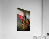 Willy the Rooster Acrylic Print