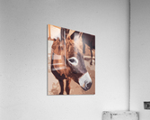 Donkey poster style  Acrylic Print