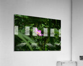 DSC 0021 Acrylic Print