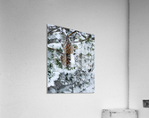 Pinecone   Acrylic Print