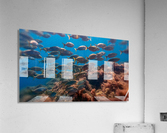 School of fish oil painting style Acrylic Print