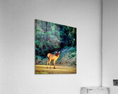 New Light Acrylic Print