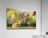 Sandhill Crane Colt - Yum Acrylic Print