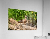 Wood Duck on a Log  Acrylic Print