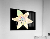 Abstract Delicate Lily Flower on a Dark Abstract Background Acrylic Print