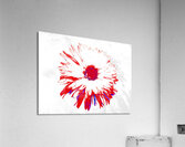 Abstract Red and Blue Daisy on a Pale Abstract Background  Acrylic Print