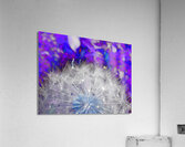 Abstract Coloured Dandelion Seeds Close Up Acrylic Print