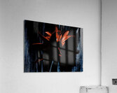 Abstract  Distressed Dark Red  Trio of Lilies Acrylic Print